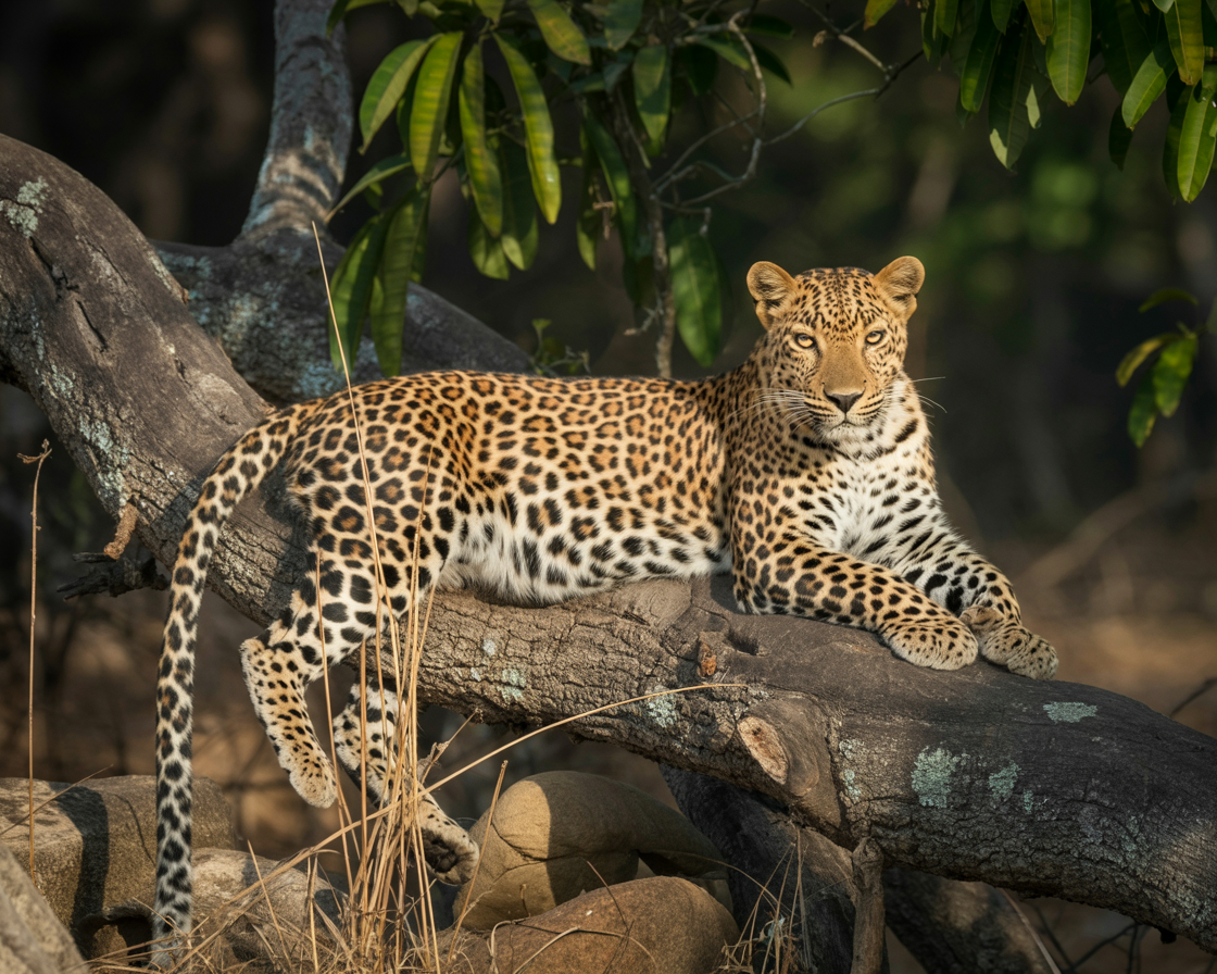 Yala National Park