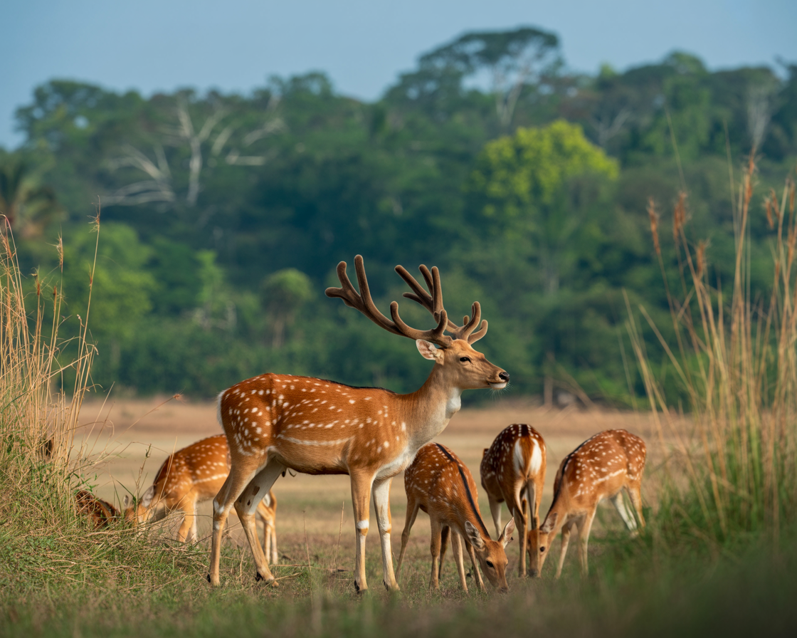 Spotted Deer Herd